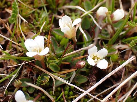 Image of Cardamine exigua