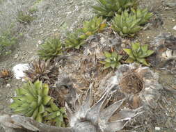 Agave margaritae Brandegee resmi