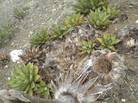 Image of Agave margaritae Brandegee