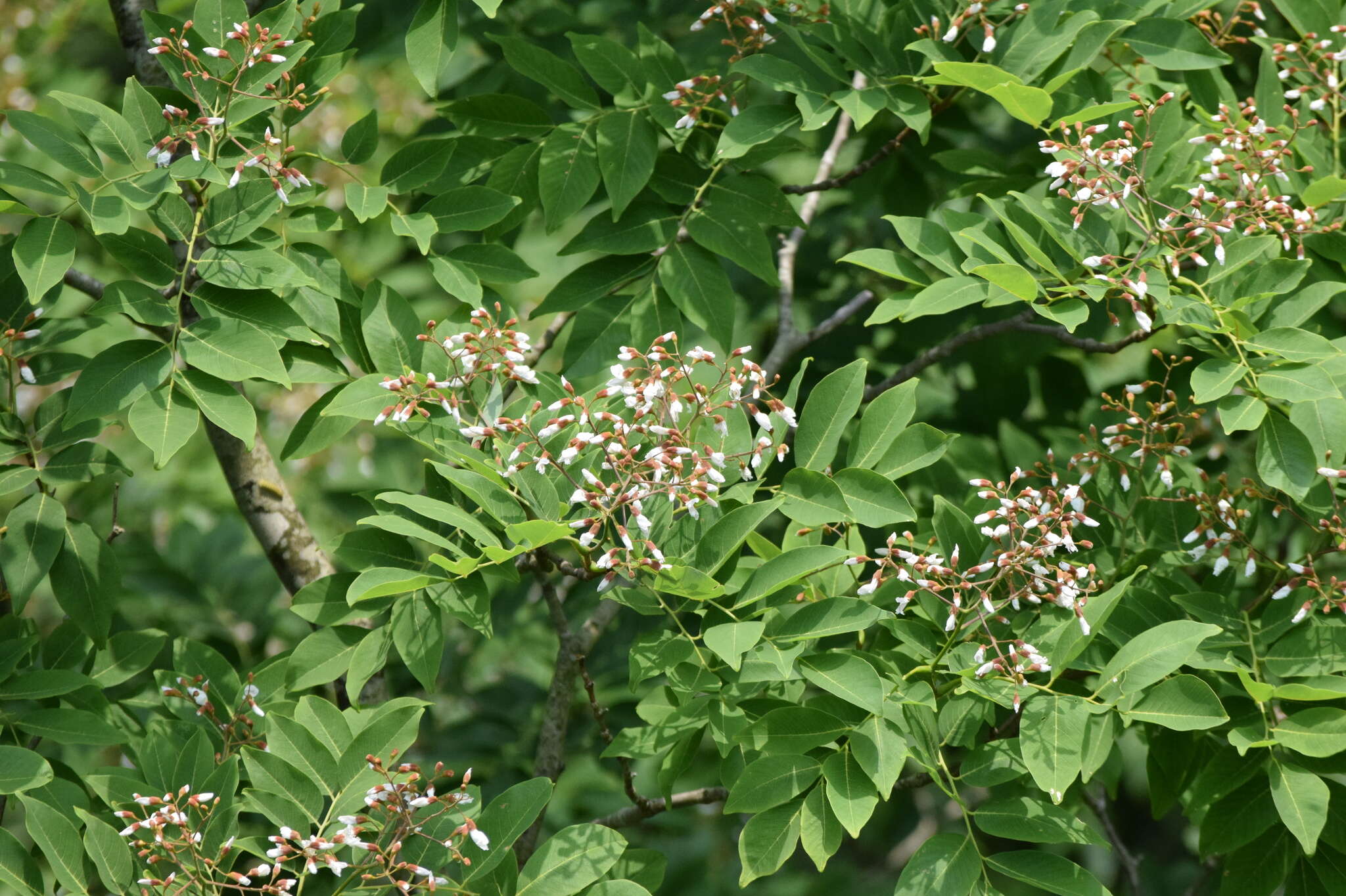 Слика од Cladrastis sikokiana (Makino) Makino