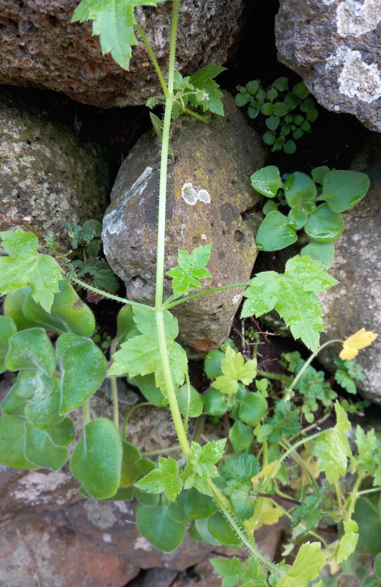 Image of Drusa glandulosa (Poir.) H. Wolff ex Engl.