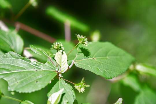 Imagem de Acalypha leptopoda Müll. Arg.