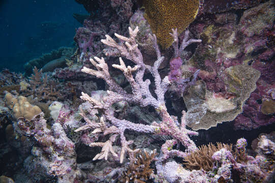 Image of spine coral