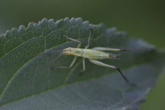 Image of Black-horned Tree Cricket