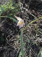 Image de Tulipa sylvestris subsp. australis (Link) Pamp.