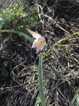 Imagem de Tulipa sylvestris subsp. australis (Link) Pamp.