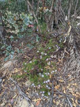 Olearia tenuifolia (DC.) Benth. resmi