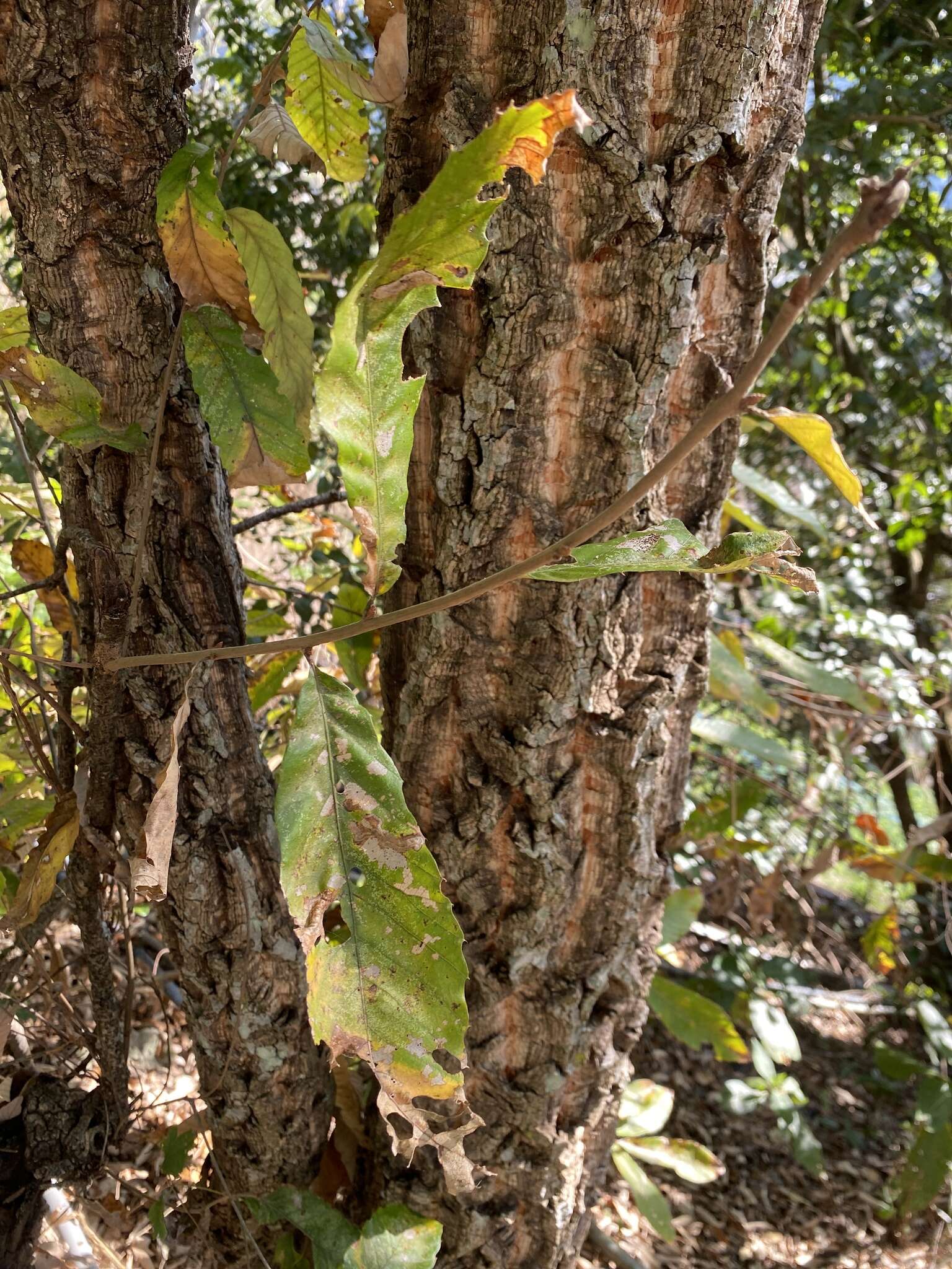 Image of Chinese cork oak