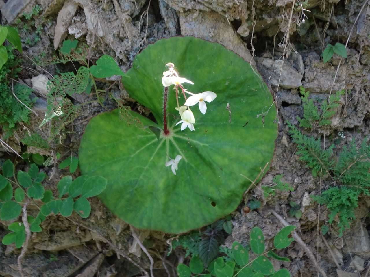 Слика од Begonia monophylla Pav. ex A. DC.