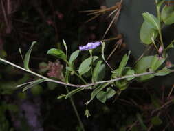 Image of Dwarf Bindweed