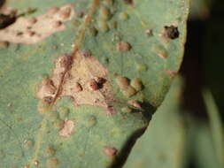 Image of Eucalyptus gall wasp