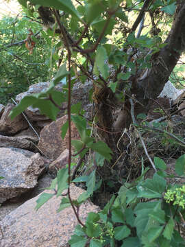 Cissus trifoliata (L.) L. resmi