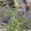 Imagem de Acacia helicophylla Pedley
