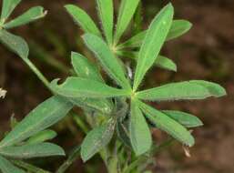 Image of fleshy lupine