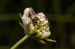 Melanosoma bicolor (Meigen 1824)的圖片