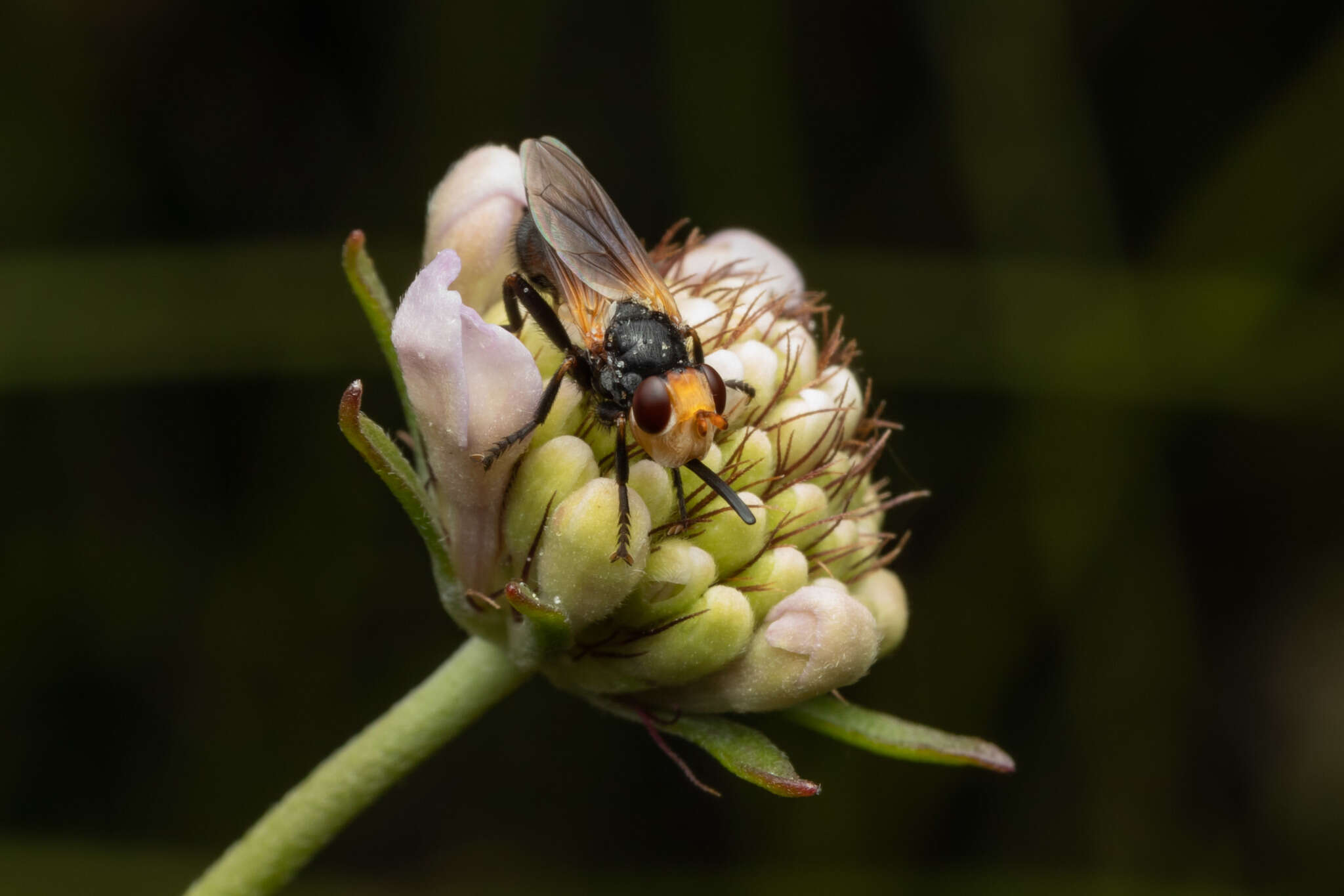 Melanosoma bicolor (Meigen 1824)的圖片