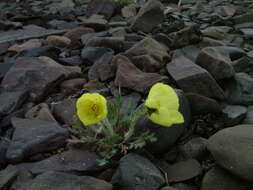 Image of Papaver leucotrichum Tolmatch.