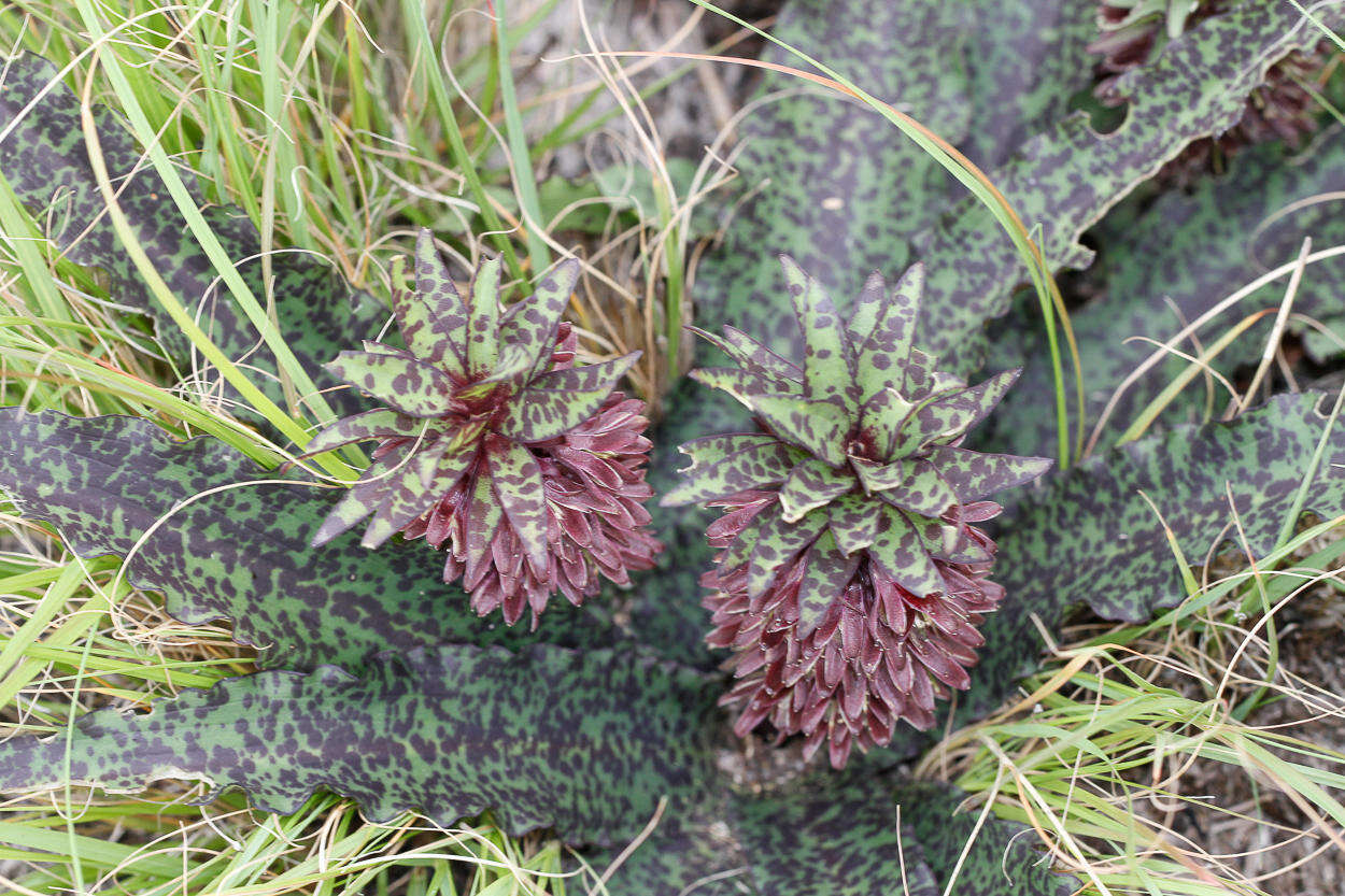 Image of Eucomis vandermerwei I. Verd.