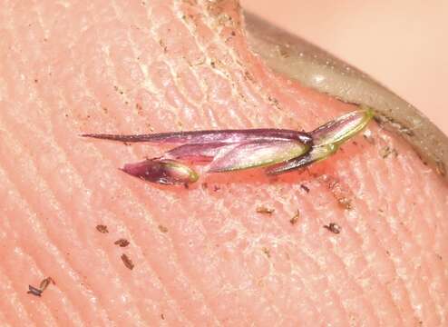 Image of viper grass