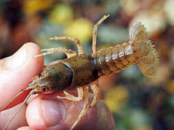 Image of Cambarus bartonii cavatus Hay 1902