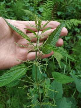 Image of Urtica dioica subsp. pubescens (Ledeb.) Domin