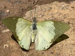 Image of Charaxes dilutus Rothschild 1898