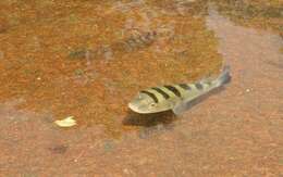 Image of Banded Puffer