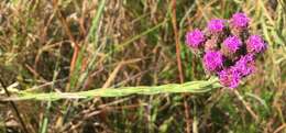 Carphephorus pseudoliatris Cass.的圖片