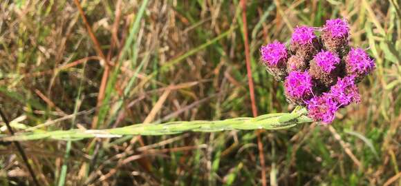 Image of Bristle-Leaf Chaffhead