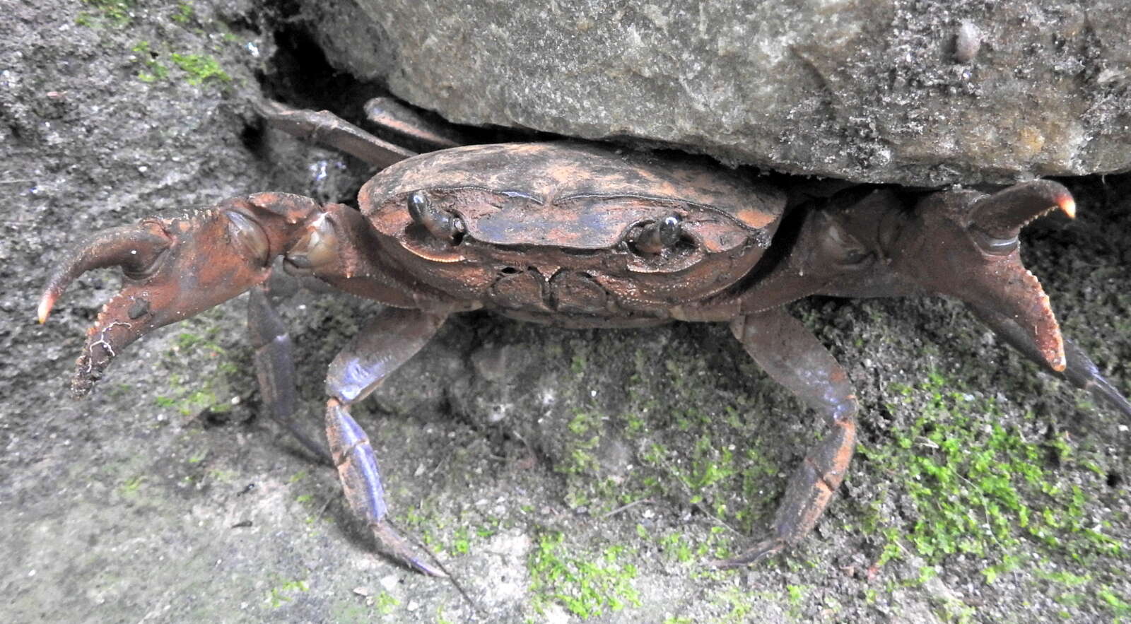 Image of Potamonautes barbarai Phiri & Daniels 2014