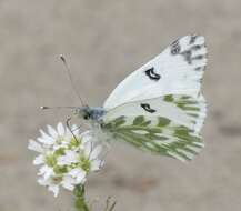 Image of Pontia chloridice (Hübner (1813))