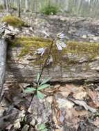 Imagem de Cardamine angustata O. E. Schulz