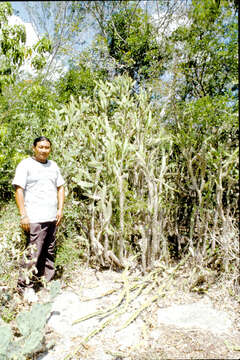 Image of <i>Opuntia gaumeri</i>