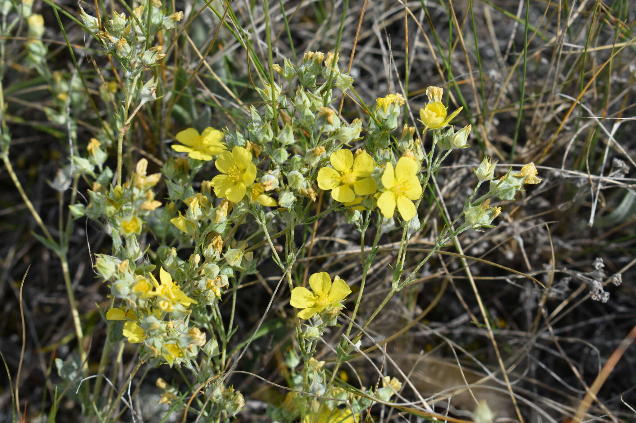 Слика од Potentilla effusa Dougl. ex Lehm.