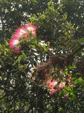 Image de Archidendron grandiflorum (Benth.) I. C. Nielsen