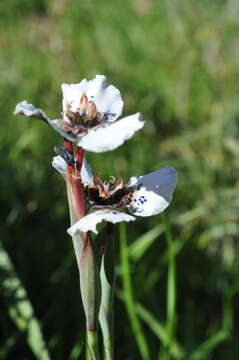 Image of Moraea atropunctata Goldblatt