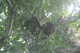 Image of Alouatta palliata palliata (Gray 1849)