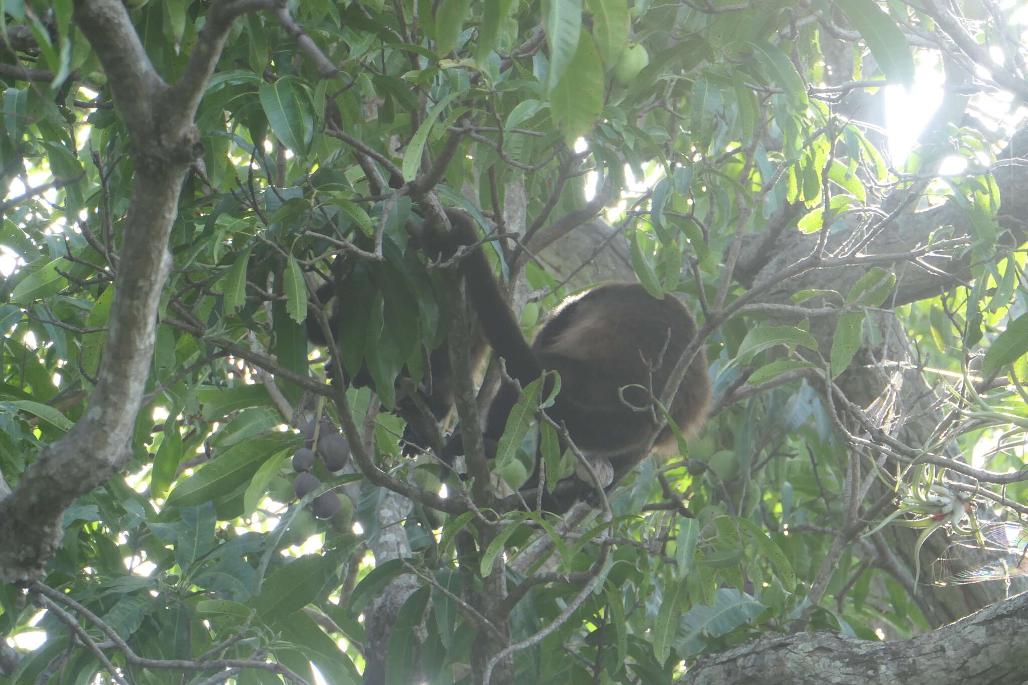 Image of Alouatta palliata palliata (Gray 1849)