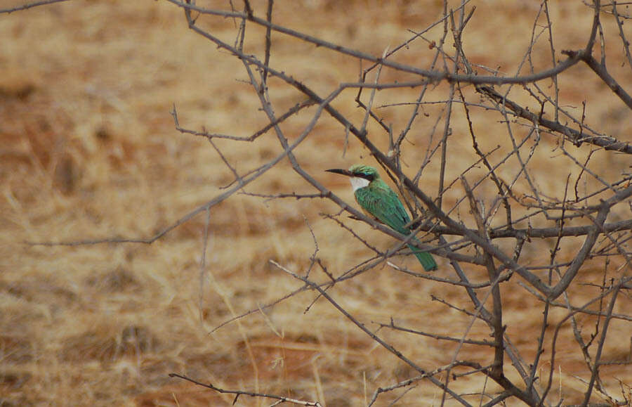 Image of Somali Bee-eater