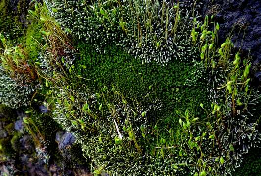 Image of silvergreen bryum moss