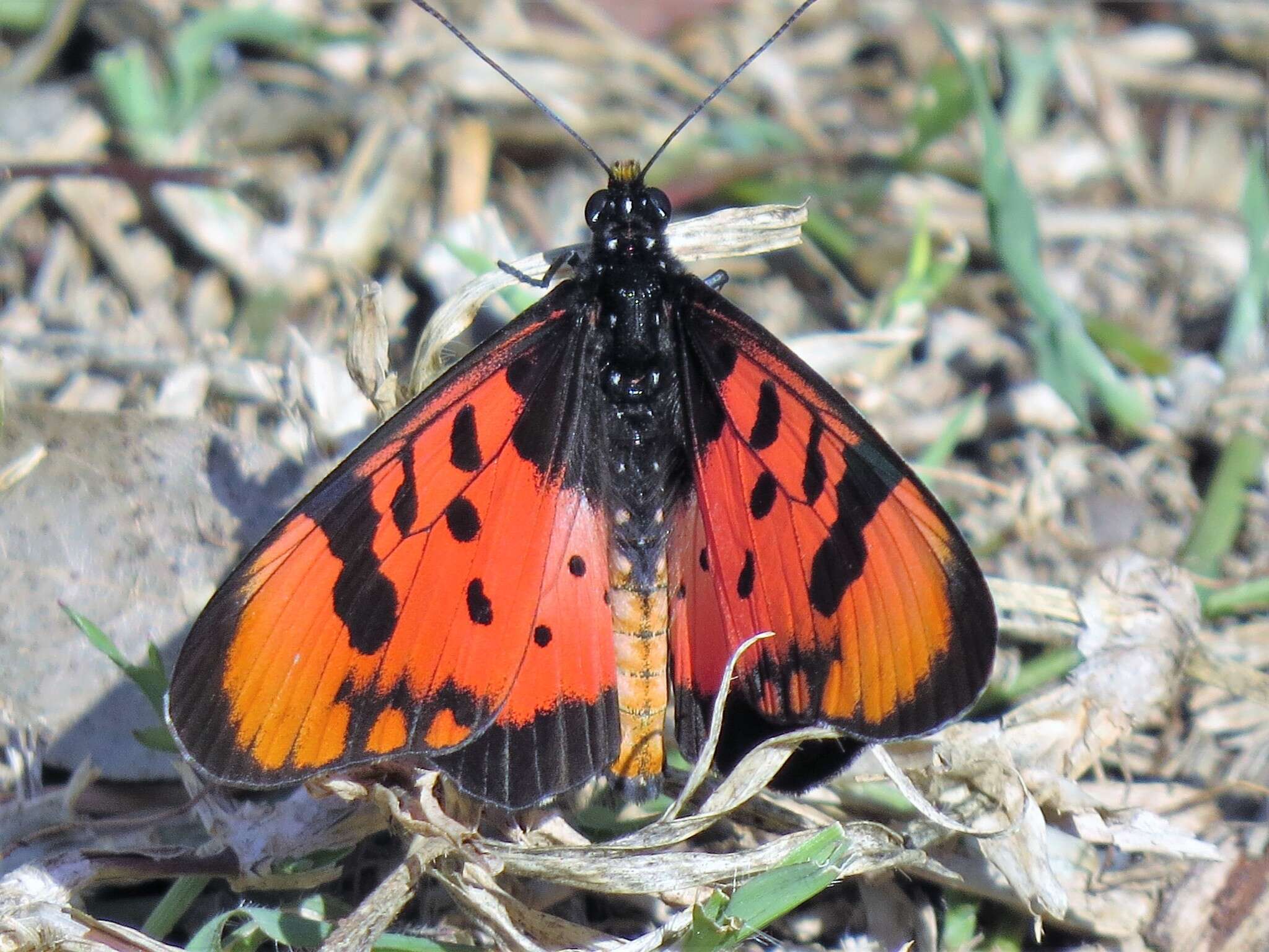 Image de Acraea acara Hewitson 1865