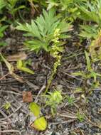 Image of Platanthera chorisiana var. elata Finet