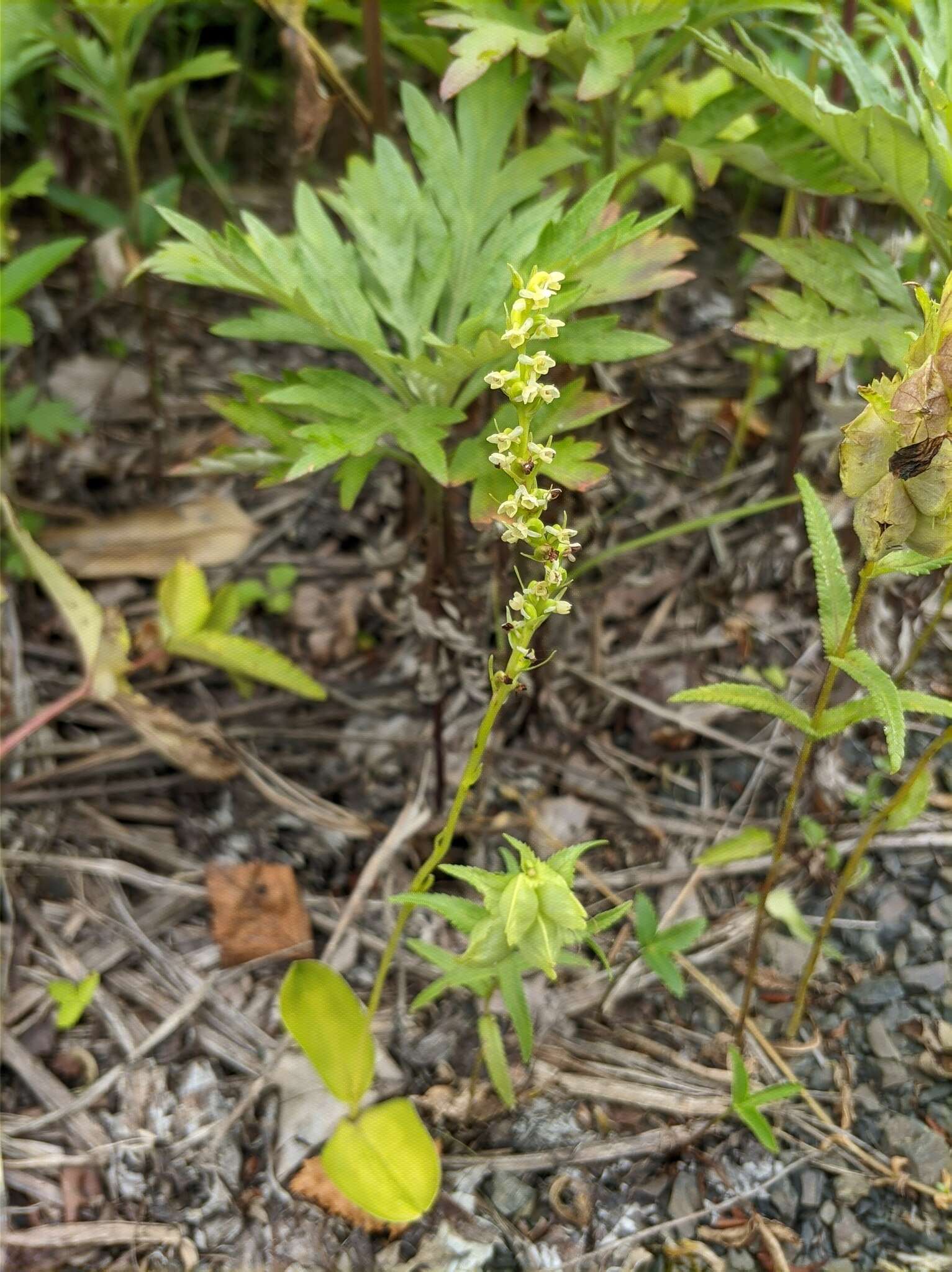 Image of Platanthera chorisiana var. elata Finet