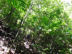 Image de Chamaedorea costaricana Oerst.