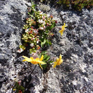 Image de Arnica griscomii subsp. frigida (Iljin) S. J. Wolf