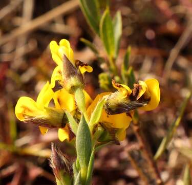 Image of <i>Liparia angustifolia</i>