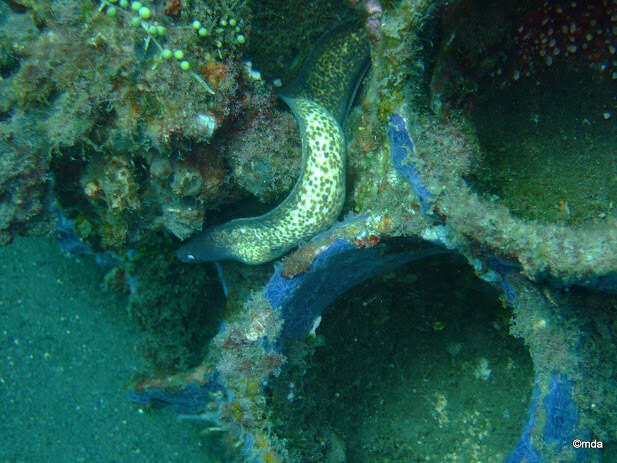 Image of Greyface moray