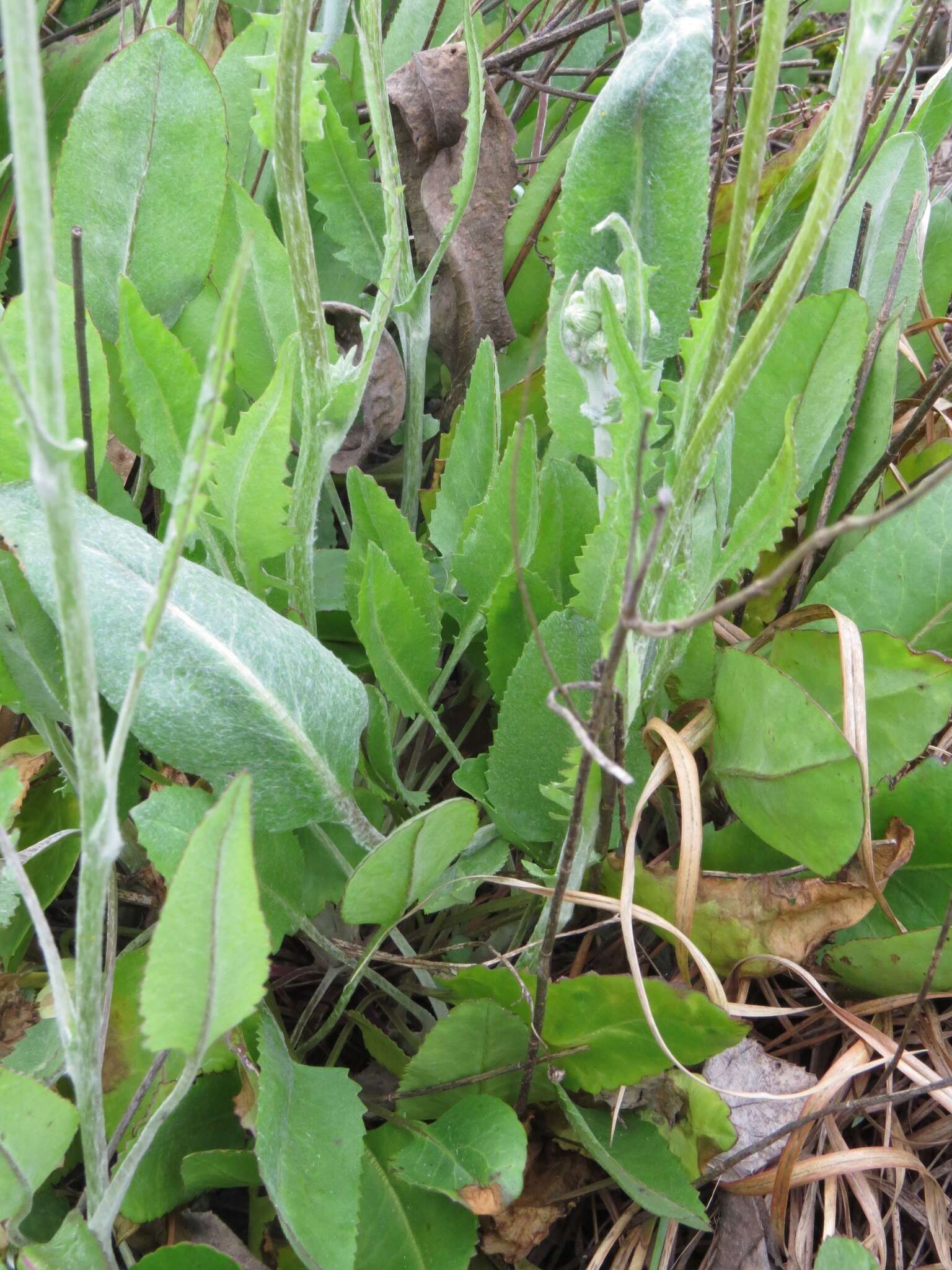 Image of woolly ragwort