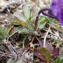 Image of Viola diversifolia (Ging.) W. Becker