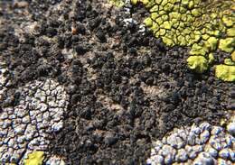 Image of placynthiella lichen